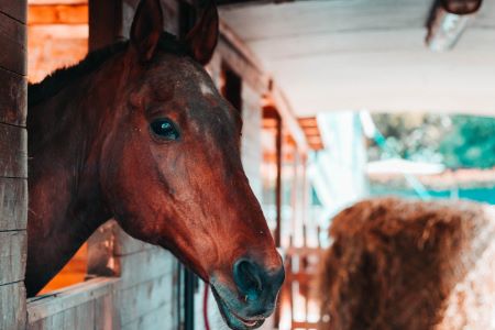 Transport of animals like: horse, dog, zoo animals, wild animals