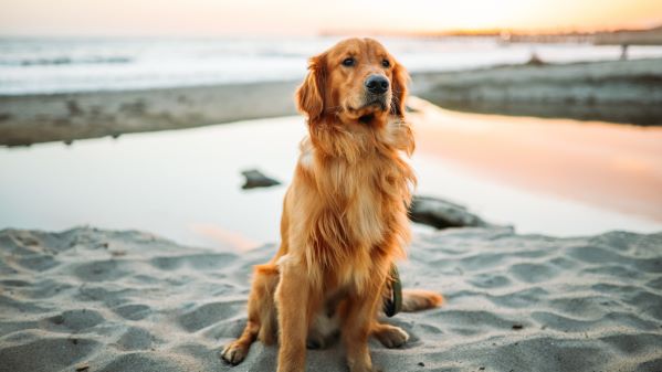 Dog, horse, cow, lion, tiger - Contactless health monitoring of individual animals