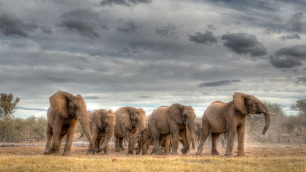 Elephants, Giraffes, Cows, wild animals - Herd monitoring